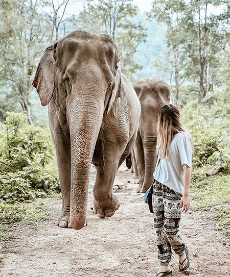 travel_tip_elephant_orphanage_thailand